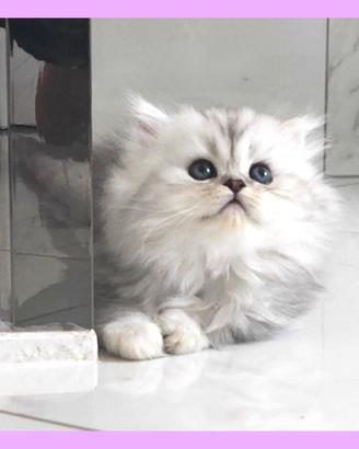 Gatti persiani British, femmine
