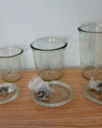 VASETTI WECK IN VETRO VARIE DIMENSIONI CON CLIPS