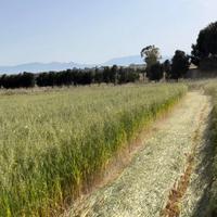 Permuto foraggio con pecore