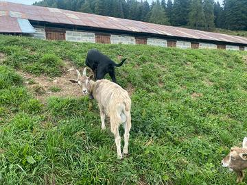 Becchetto Toggenburg