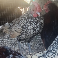 Sebright uova e Pulcini