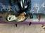 Immagine 2