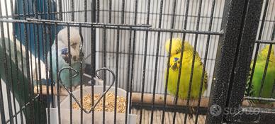 Coppie cocorite inglesi