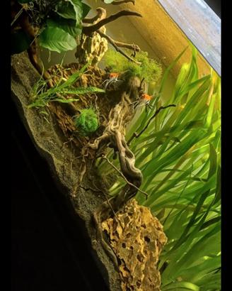 acquario