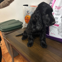 Cocker spaniel Inglese