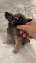 Cucciolo chihuahua