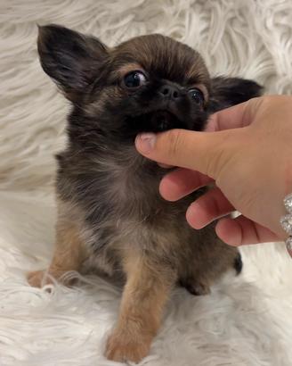 Cucciolo chihuahua