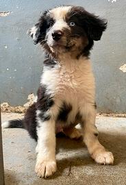 Cucciolo pastore australiano/ Australian shepherd