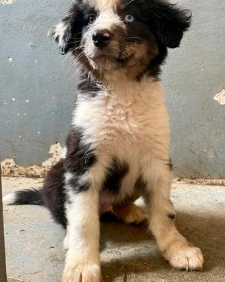 Cucciolo pastore australiano/ Australian shepherd
