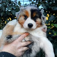 Australian Shepherd Pastore Australiano femmina