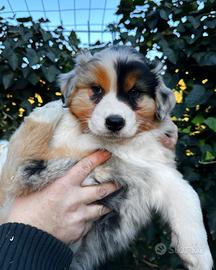 Australian Shepherd Pastore Australiano femmina