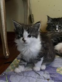 Cuccioli di mamma main Coon