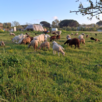 Capre e capretti varie grandezze varie razze
