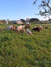 Capre e capretti varie grandezze varie razze