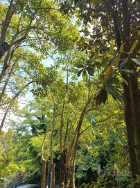 alberi ligustri 