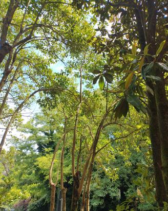 alberi ligustri 