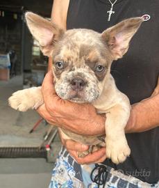 Maschietto bulldog francese lilac merle tan