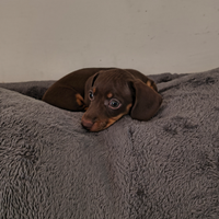 Bassotto tedesco pelo corto