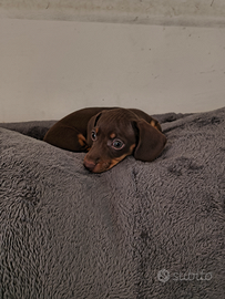 Bassotto tedesco pelo corto