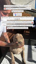 Cuccioli di American pitbull XL