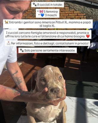 Cuccioli di American pitbull XL