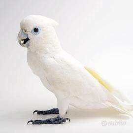 Cacatua Ducorpiis (Ducorps's cockatoo)