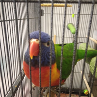 Pappagallo Lorichetto arcobaleno