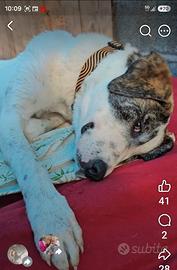 Kelly: 7 mesi taglia grande super bella