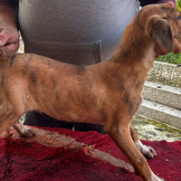 Cucciolo segugio maremmano