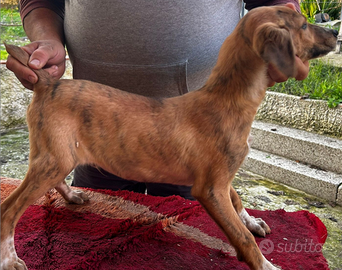 Cucciolo segugio maremmano