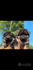 Cuccioli di Pastore Tedesco con pedigree
