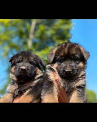 Cuccioli di Pastore Tedesco con pedigree