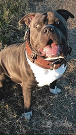 American Bully