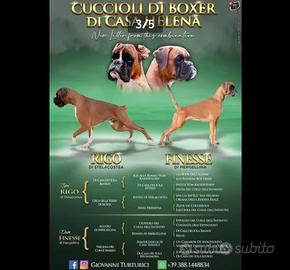 Cucciola di boxer