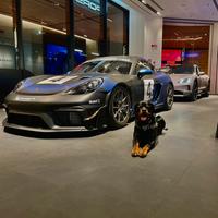 Cane monta accoppiamento