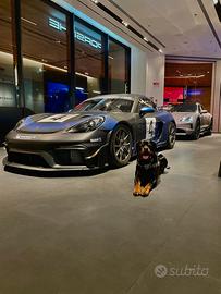 Cane monta accoppiamento