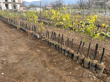Piante di limoni