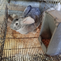 Conigli incrociati con grigio di Carmagnola