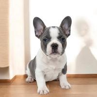 Bulldog francese maschio