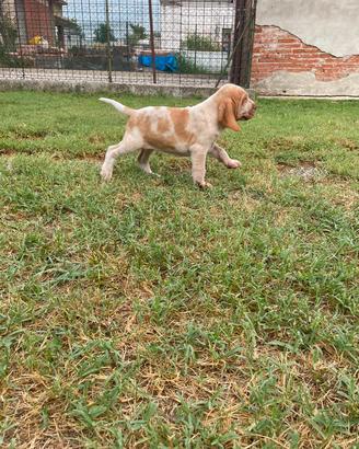 Bracco Italiano 