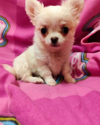 Chihuahua Mini Toy Maschio Bianco Pelo Lungo