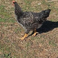 Animal