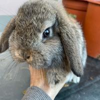 Cucciolo di coniglio Ariete Nano