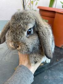 Cucciolo di coniglio Ariete Nano