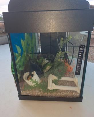 Acquario