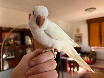 Parrocchetto monaco bianco allevato a mano