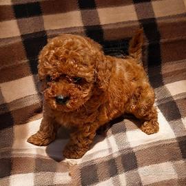 Cuccioli di cane