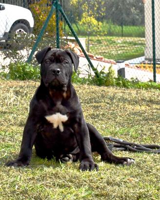 Cucciolo di american bully XXL