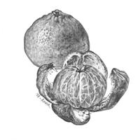 Disegno a matita. "Mandarino". Anno 1988