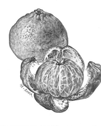Disegno a matita. "Mandarino". Anno 1988